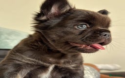 French Bulldog dogs for sale: Full fluffy french bulldogs top quality 2 left  - Image 8