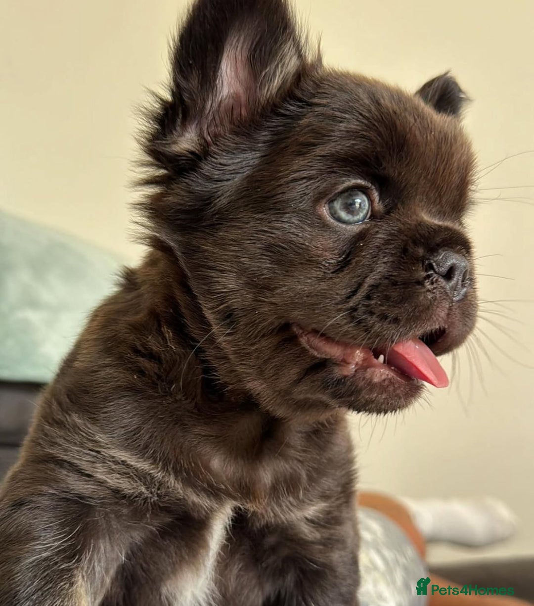 French Bulldog dogs for sale: Full fluffy french bulldogs top quality 2 left  - Image 8