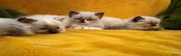 Ragdoll cats for sale: Ragdoll male kitten - Advert 8