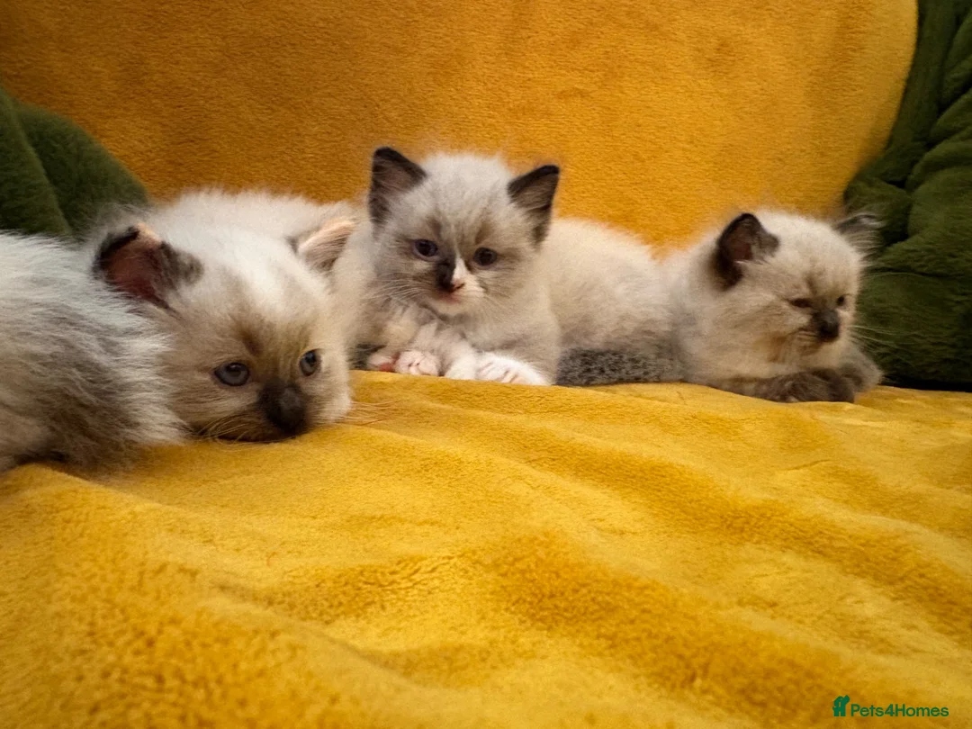 Ragdoll cats for sale: Ragdoll male kitten - Advert 8