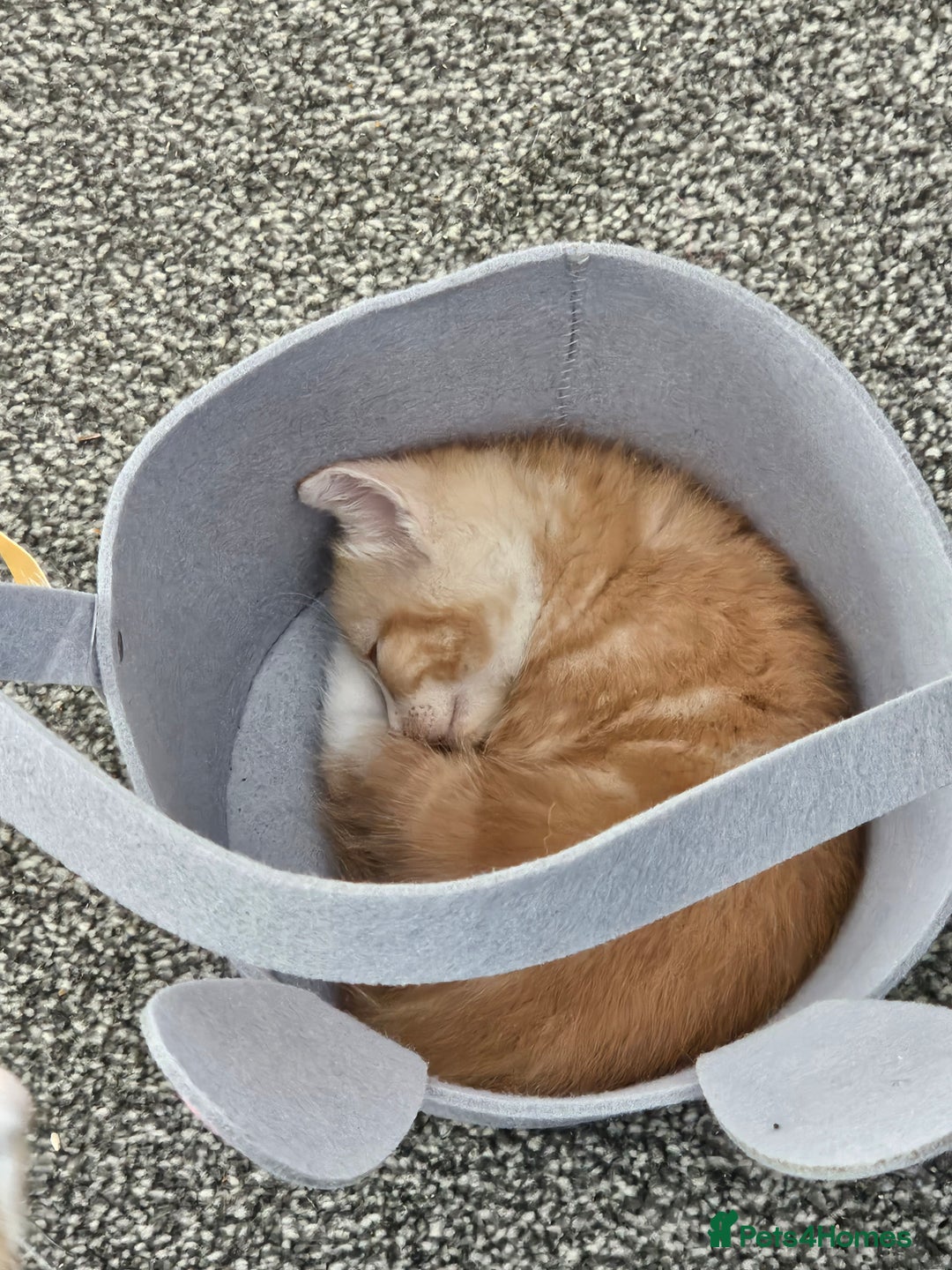 British Shorthair cats for sale: Male and female kittens for sale  - Image 6