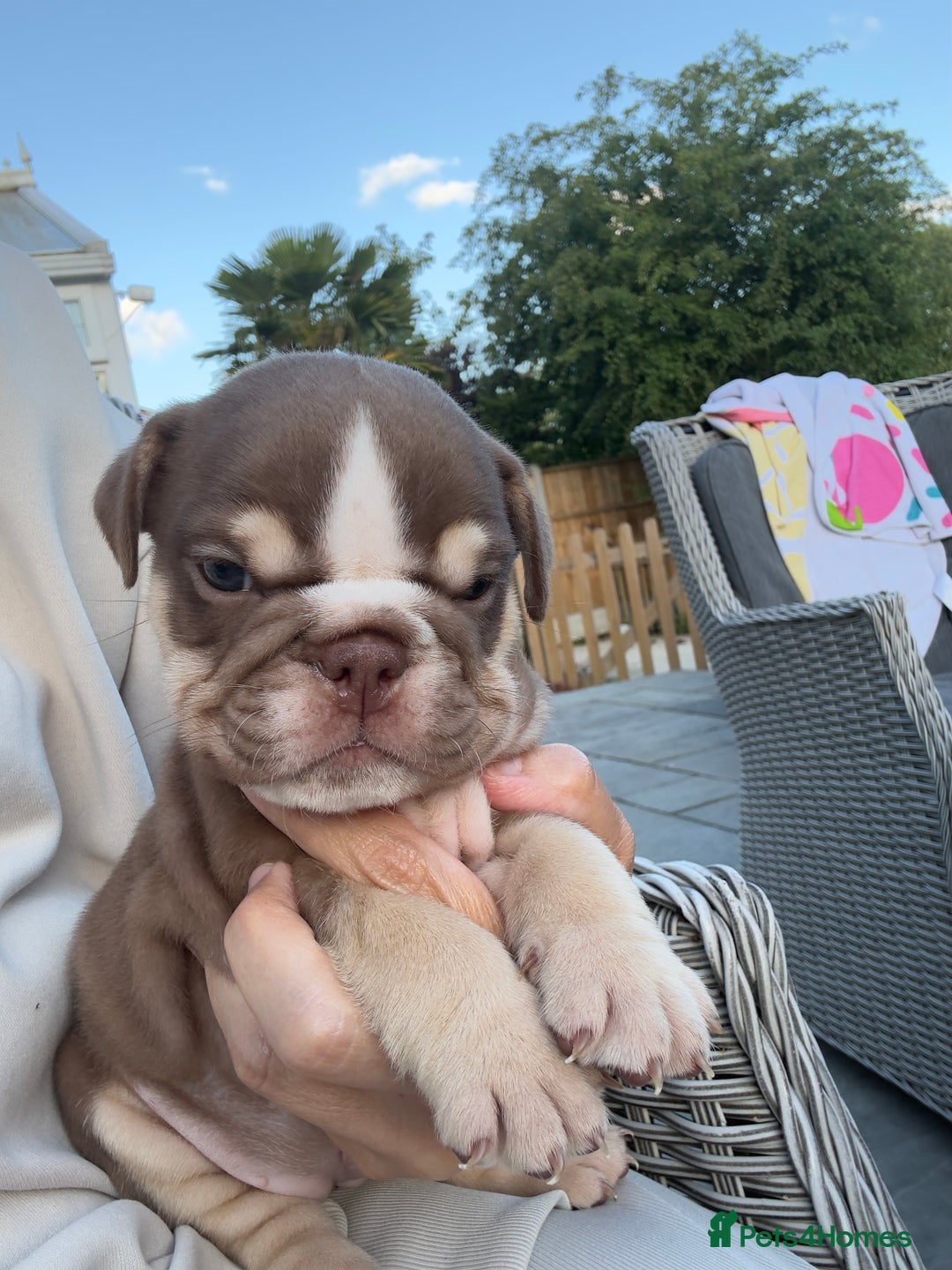 English Bulldog dogs for sale: **REDUCED **READY TO LEAVE CHUNKY ENGLISH BULLDOG - Image 26