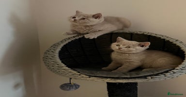 British Shorthair cats - Advert 1