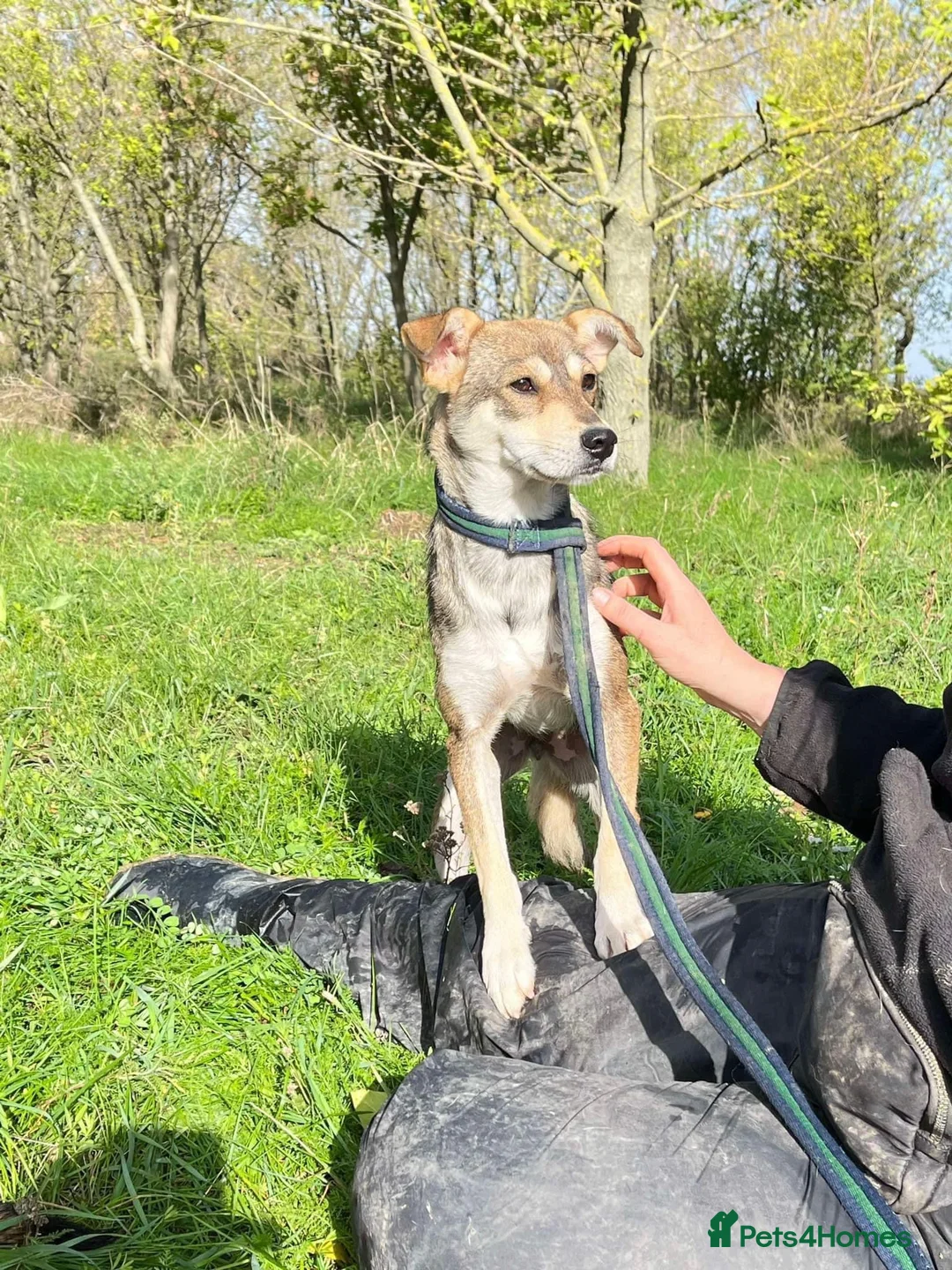 Mixed Breed dogs for adoption: Fizz - Norwich Norfolk  in Norwich - Advert 17