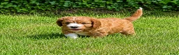 Cavapoochon dogs for sale: Beautiful Cavapoochon Puppies  - Advert 8