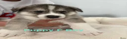 Siberian Husky dogs for sale: Siberian Husky Puppies in Liversedge - Advert 24