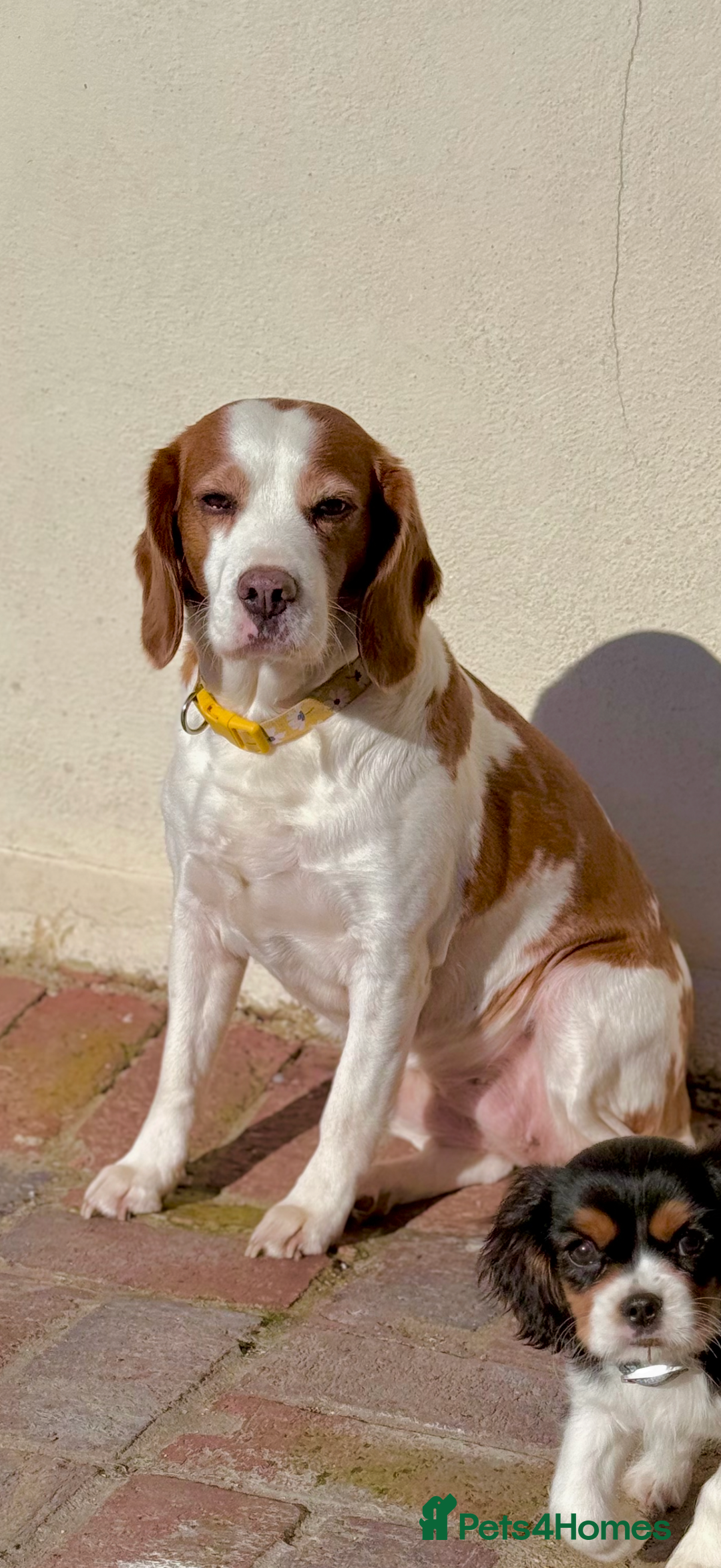 Beaglier dogs for sale: Beautiful Girl Puppies Looking for Loving Homes - Advert 7