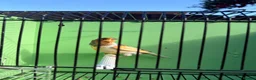 Canaries birds for sale: Canaries  - Advert 15