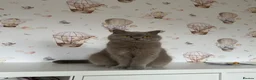 British Shorthair cats for sale: Lilac British shorthair GCCF registered male - Advert 11