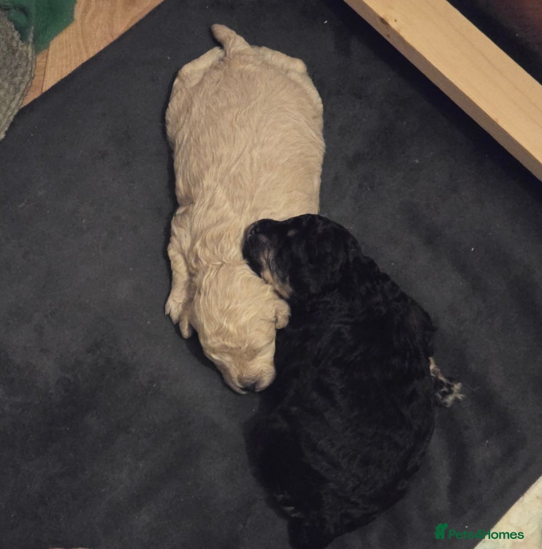 Cockapoo dogs for sale: Gorgeous cockerpoo puppies - Advert 9