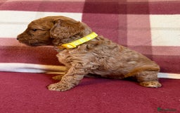 Labradoodle dogs for sale: Adorable Miniature Labradoodle F1bb Puppies🤩 - Image 10