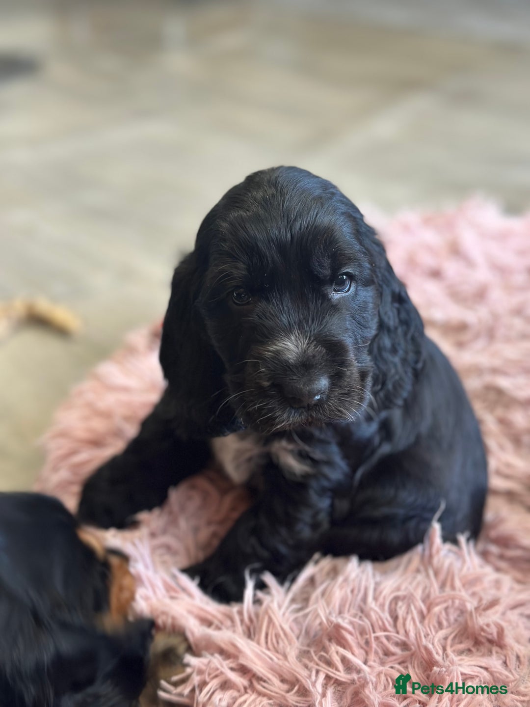 Cocker Spaniel dogs for sale: Fully Health tested show line cocker puppies  - Image 5