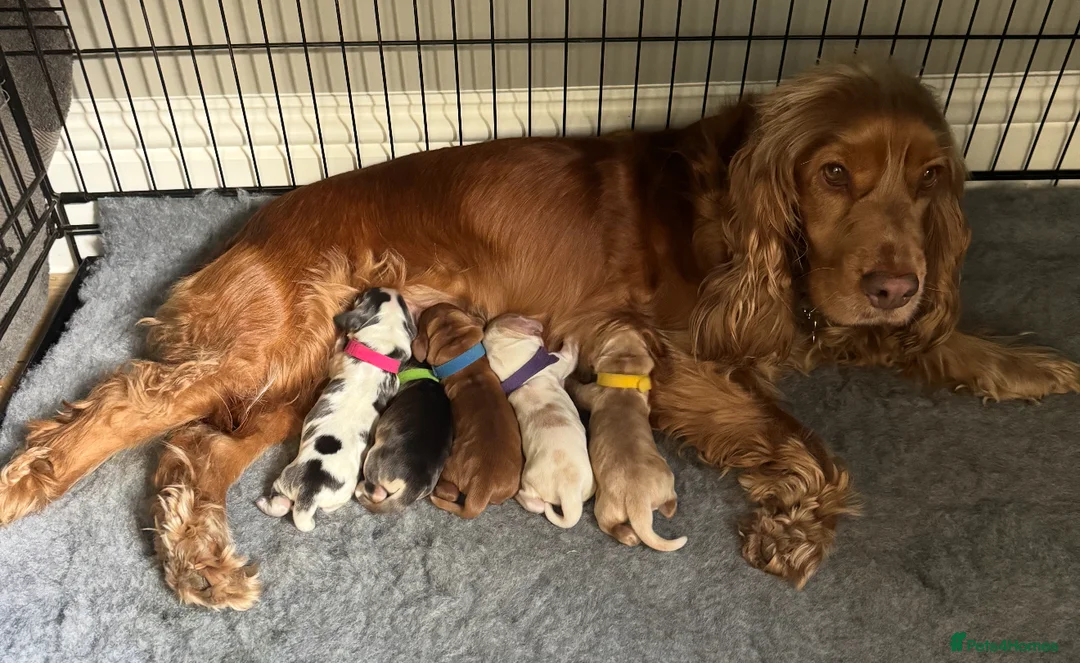 Cocker Spaniel dogs for stud: LUDO - GOLDEN Show Cocker Pedigree Stud TOP Tested in Bradford-on-Avon - Advert 25