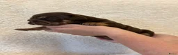 English Bulldog dogs for sale: English Bulldog puppies - Advert 14