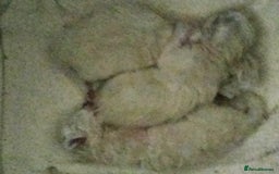 Birman cats for sale: Birman kittens  - Image 5