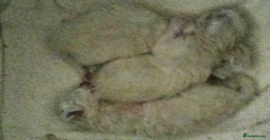 Birman cats Birman kittens  - Advert 13