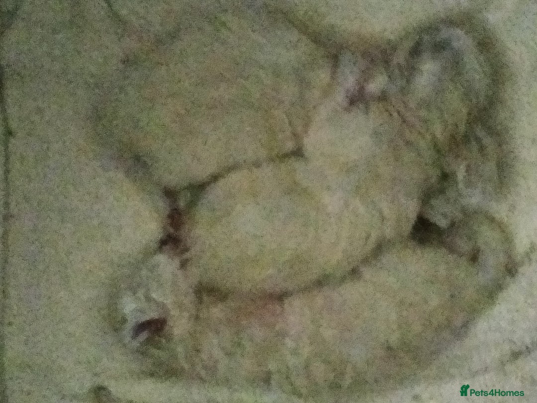 Birman cats for sale: Birman kittens  - Image 5