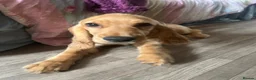 Cocker Spaniel dogs for sale: Cocker Spaniel Puppies - Advert 19