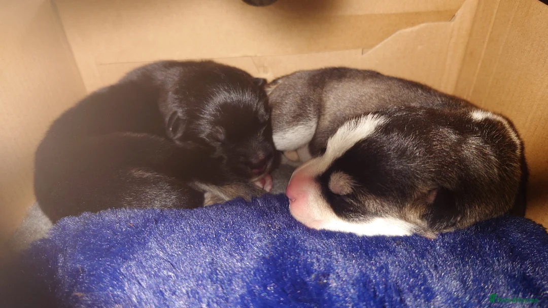 Mixed Breed dogs for sale: Siberian Husky x (Alaskan Malamute x English Bull) - Advert 22