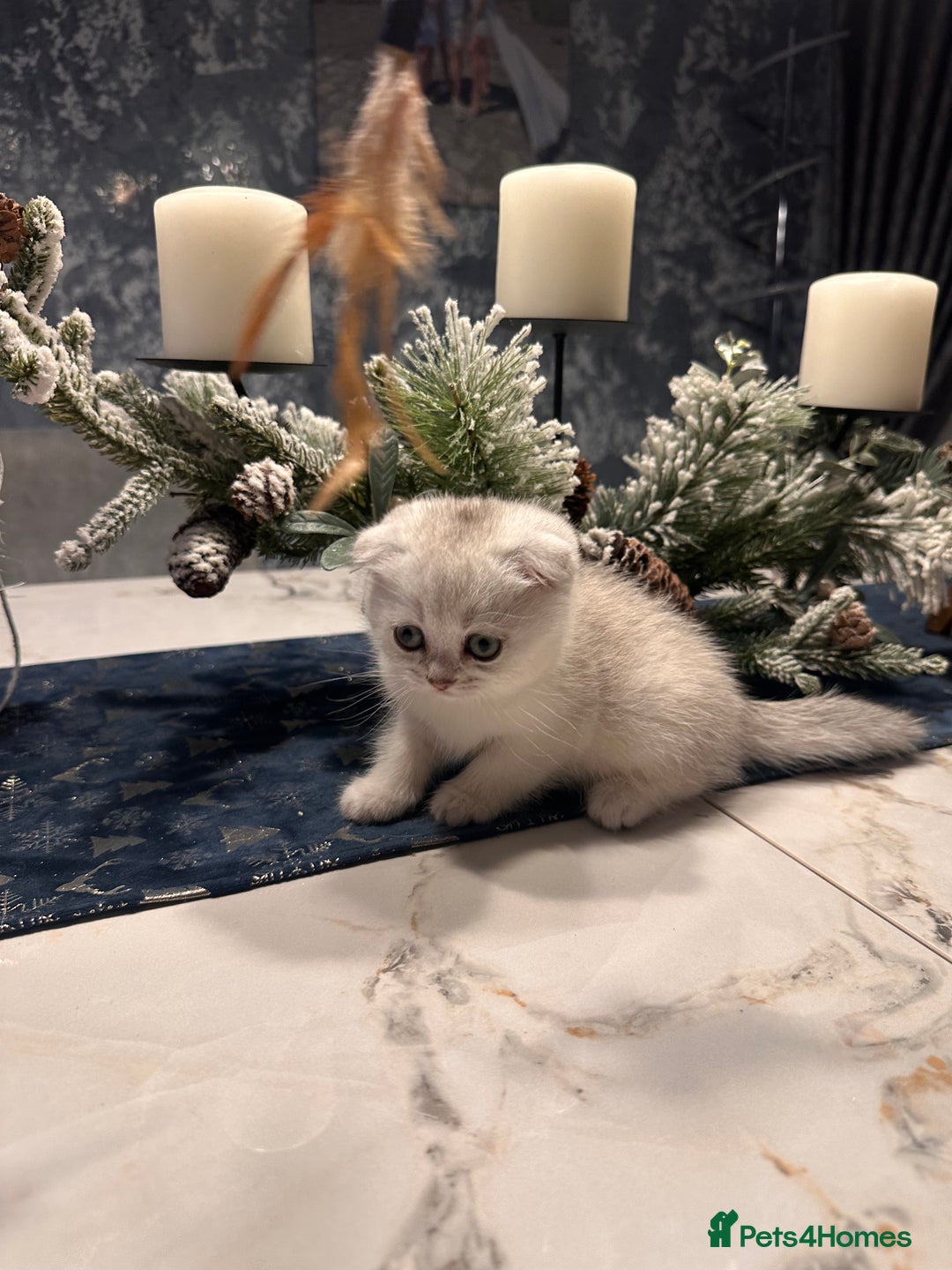 Scottish Fold cats for sale: Adorable Scottish Fold/Straight kittens  - Advert 7