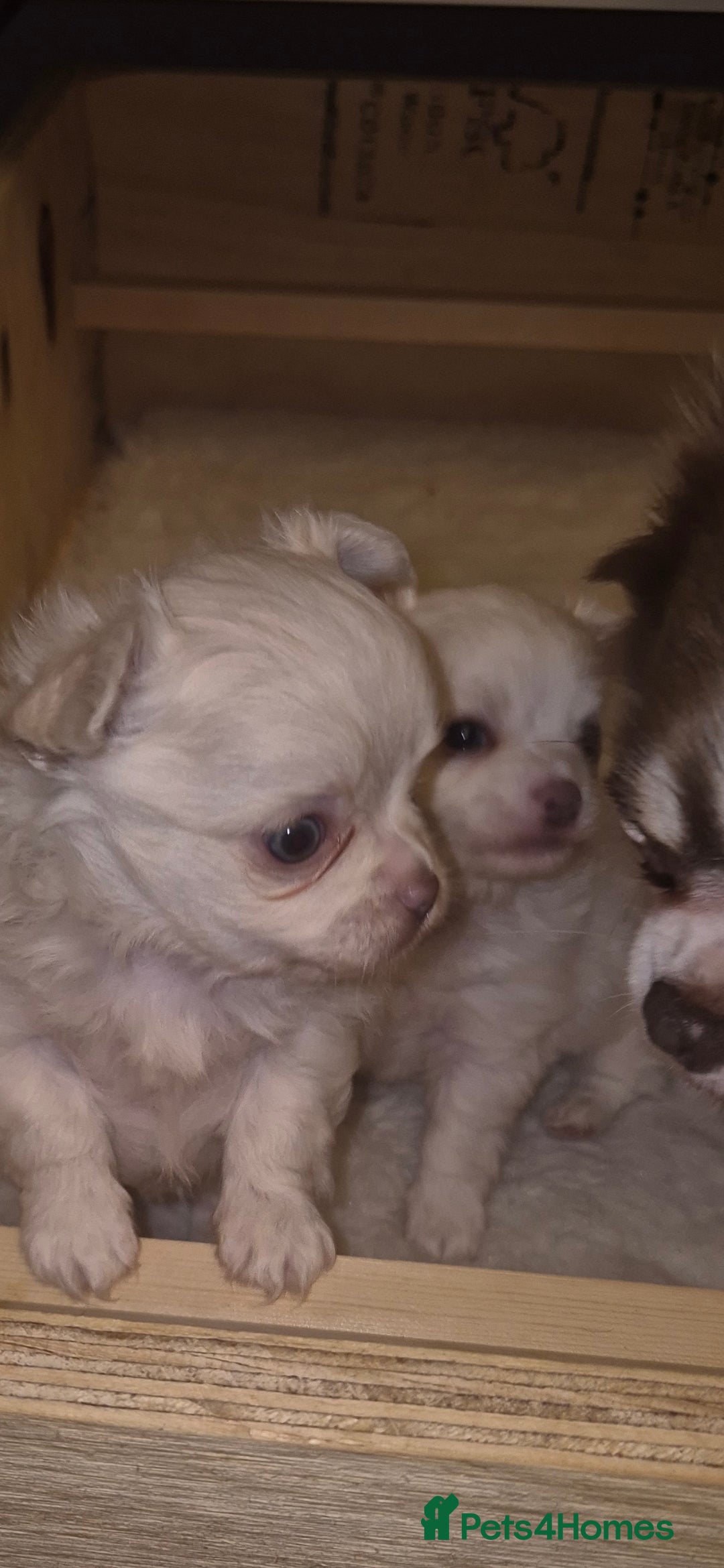 Chihuahua dogs for sale: Chihuahua Boys - Advert 1