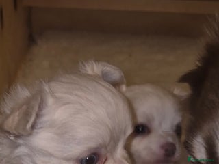 Chihuahua dogs Chihuahua Boys - Advert 8