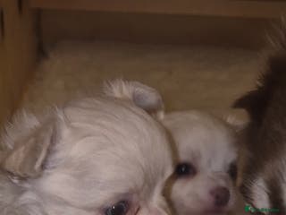 Chihuahua dogs Chihuahua Boys - Advert 4