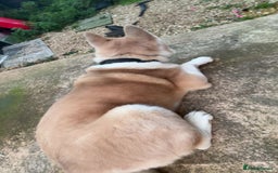 Akita dogs for sale: Beautiful akita boy - Advert 5