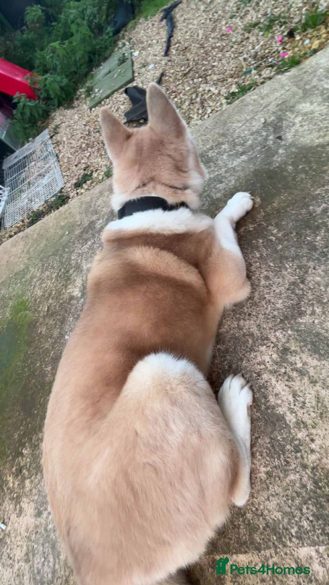 Akita dogs for sale: Beautiful akita boy - Advert 5