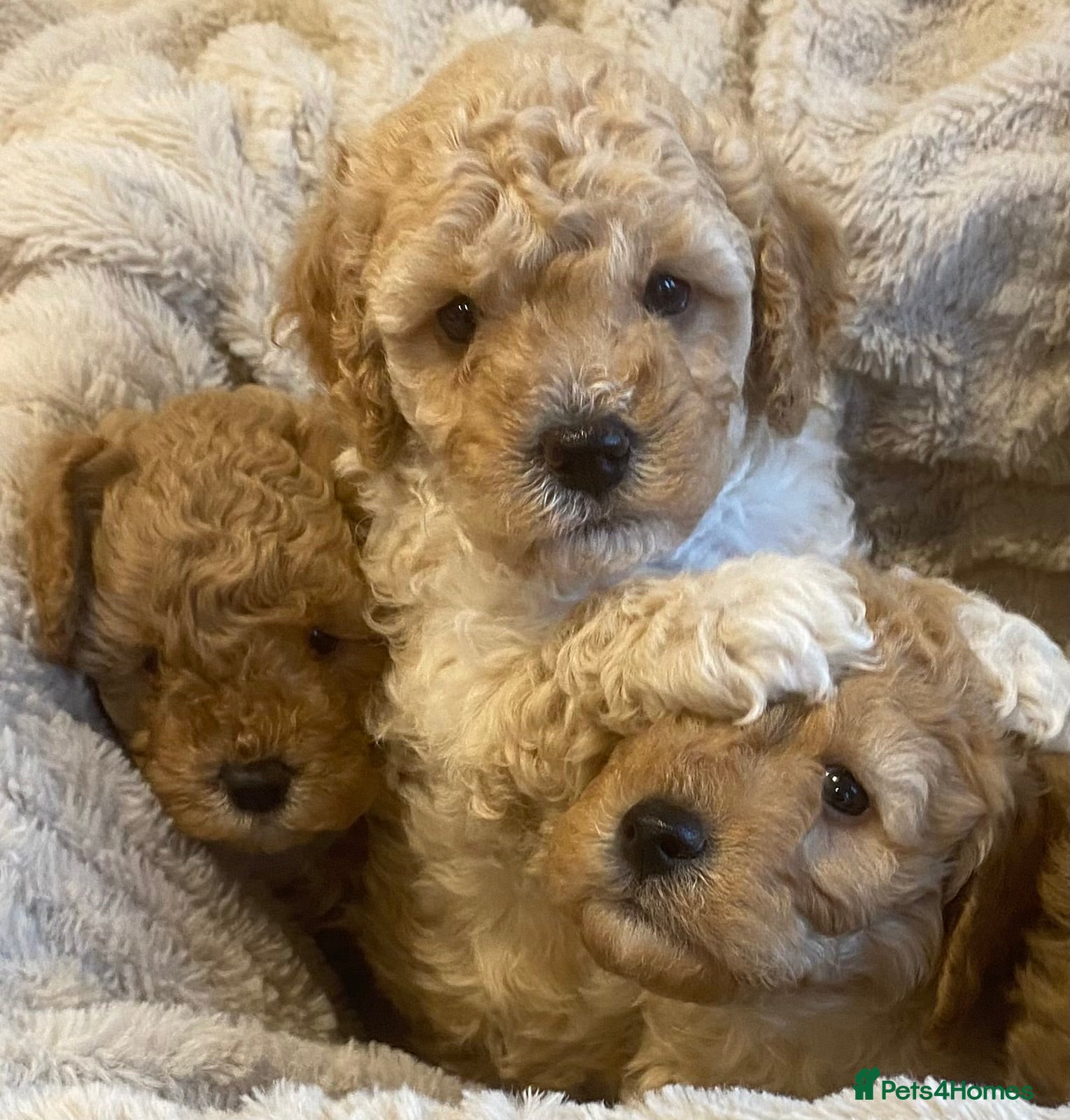 Cavapoo dogs Stunning Teddybear Cavapoo Puppies health checked  - Advert 3