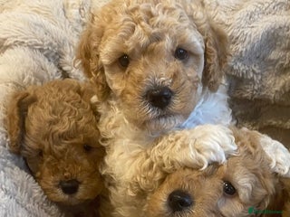 Cavapoo dogs Stunning Teddybear Cavapoo Puppies health checked - Advert 9