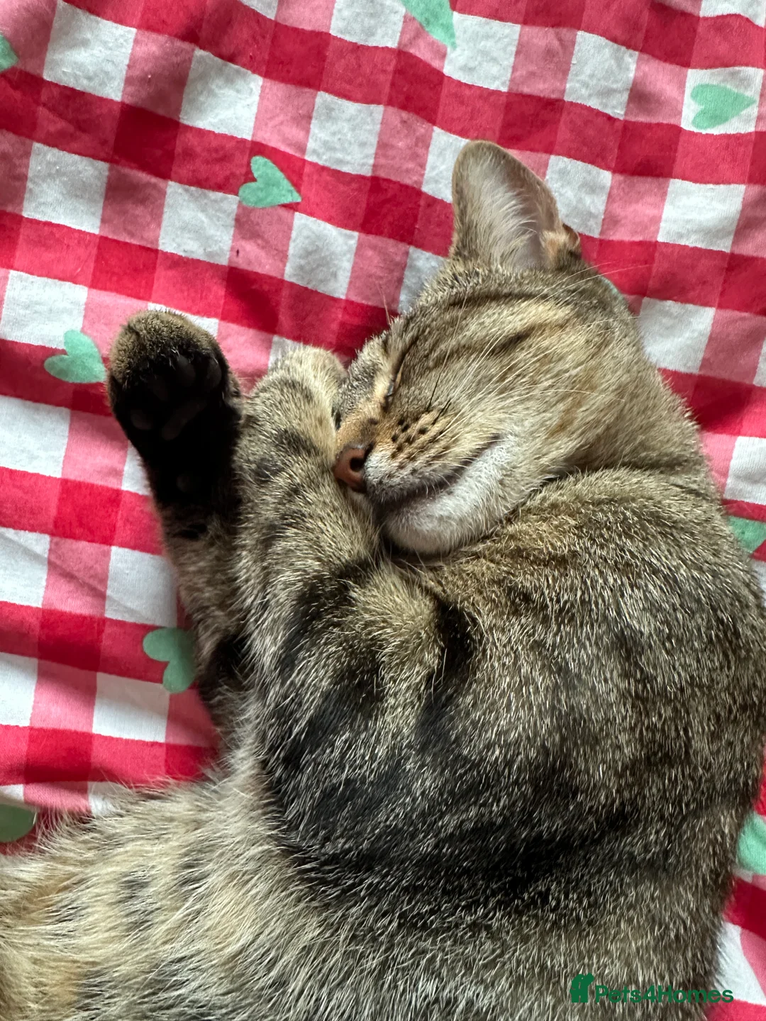 Mixed Breed cats for sale: 3 beautiful girls  - Advert 2