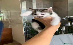 Mixed Breed cats for sale: Mixed breed Kittens  - Image 5