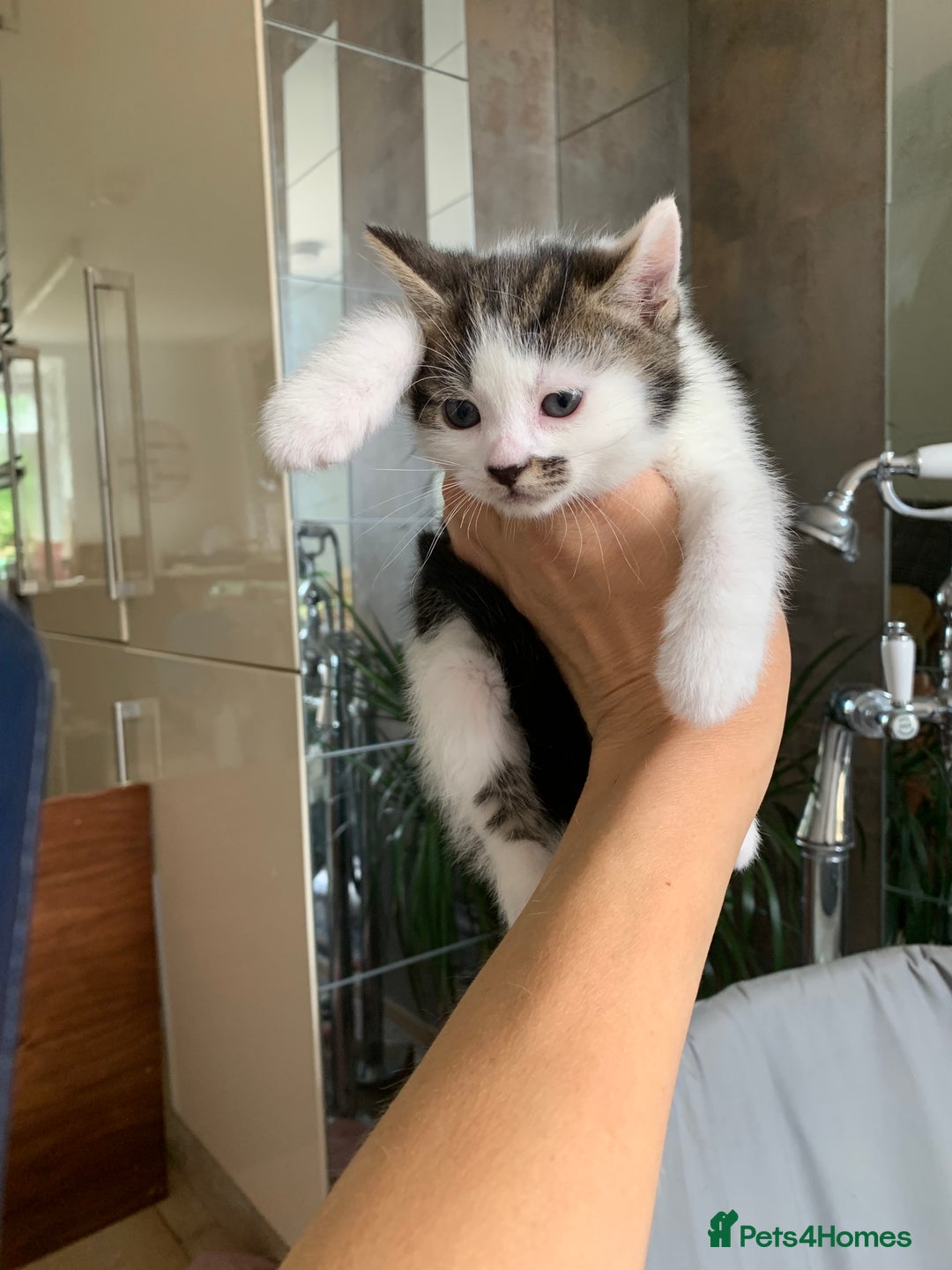 Mixed Breed cats for sale: Mixed breed Kittens  - Image 5