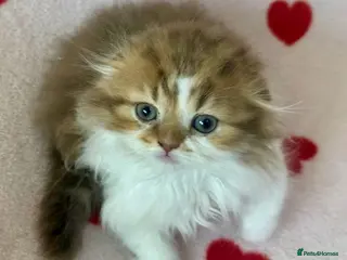 Scottish Fold cats 5 beautiful, lovely scottish fold boy kittens - Advert 4