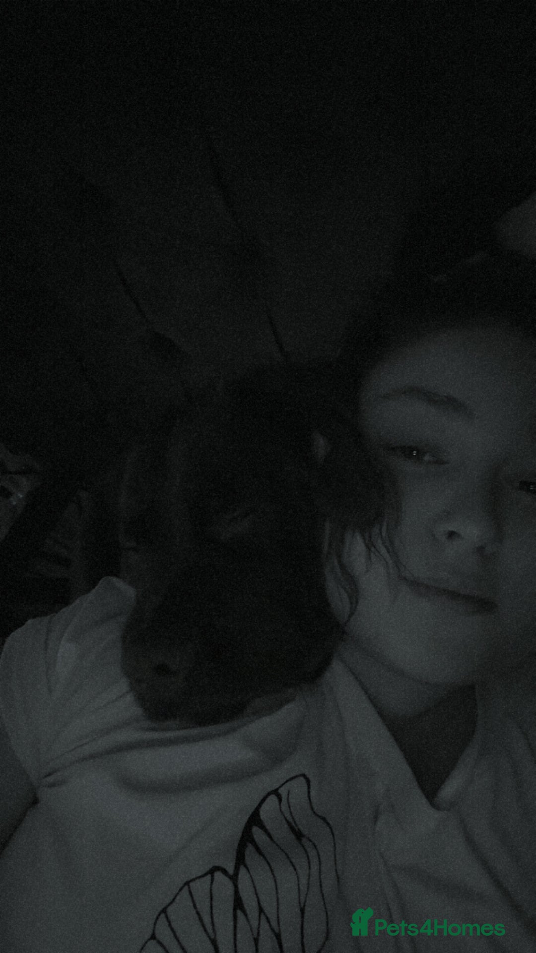 Cockerdor dogs for sale: Labrador mix dog for sale  - Advert 7