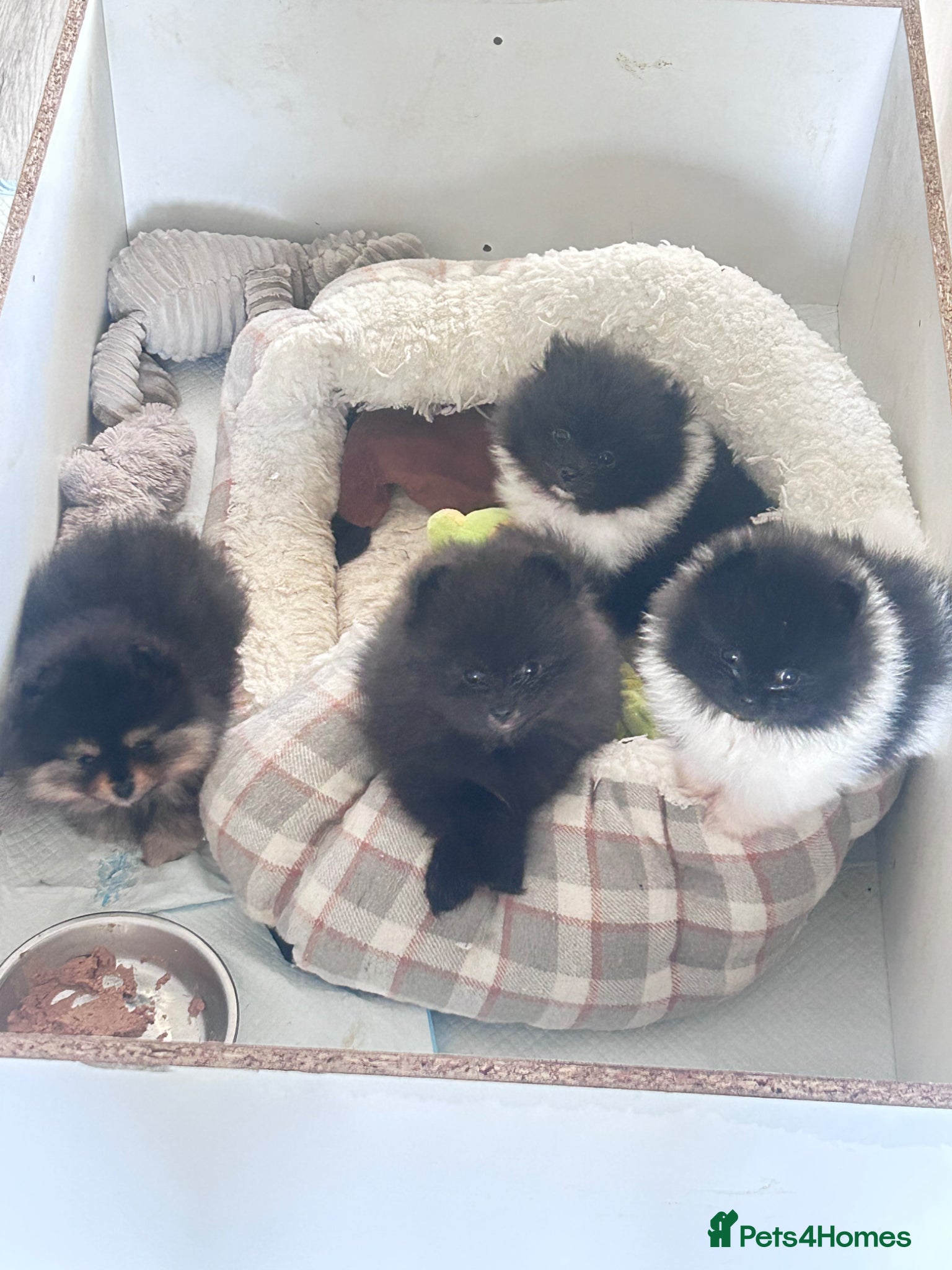 Pomeranian dogs 3 male Pomeranian puppies  - Advert 1