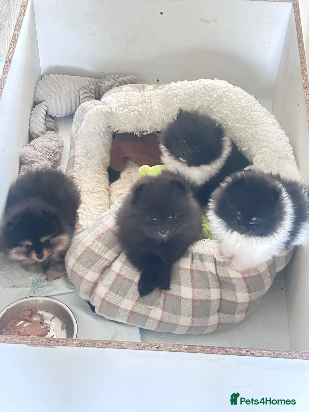 Pomeranian dogs for sale: 3 male Pomeranian puppies  - Advert 1