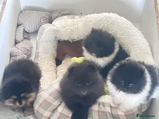 Pomeranian dogs 3 male Pomeranian puppies - Advert 1