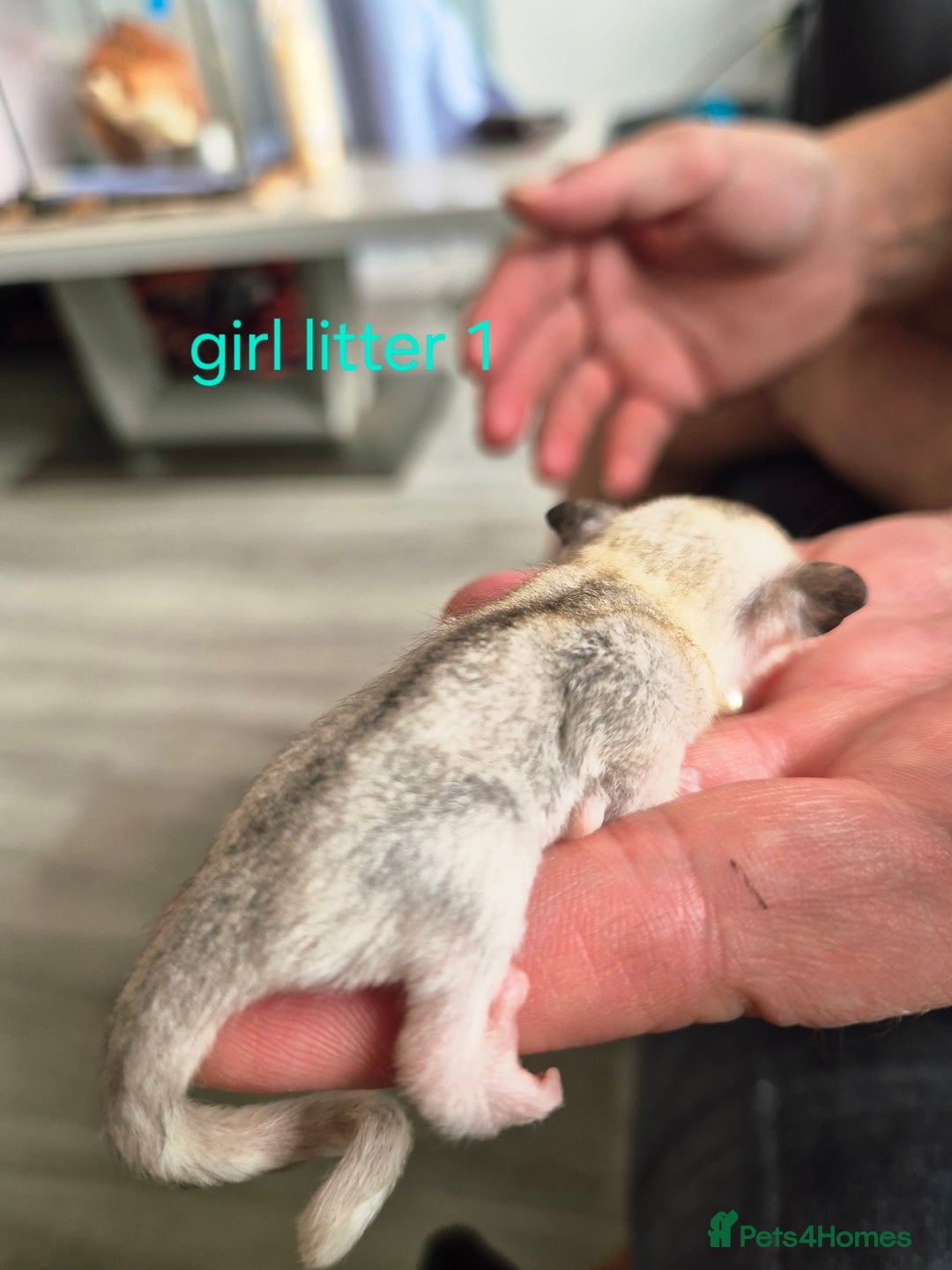 Sugar Glider rodents for sale: 4 baby sugar gliders ready 13th sept price each  - Image 26