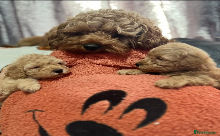 Cavapoo dogs - Advert 2