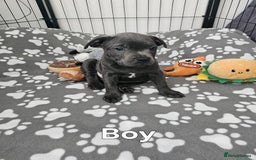 Staffordshire Bull Terrier dogs for sale: Blue staffordshire bull terrier  - Image 3