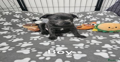 Staffordshire Bull Terrier dogs - Advert 7