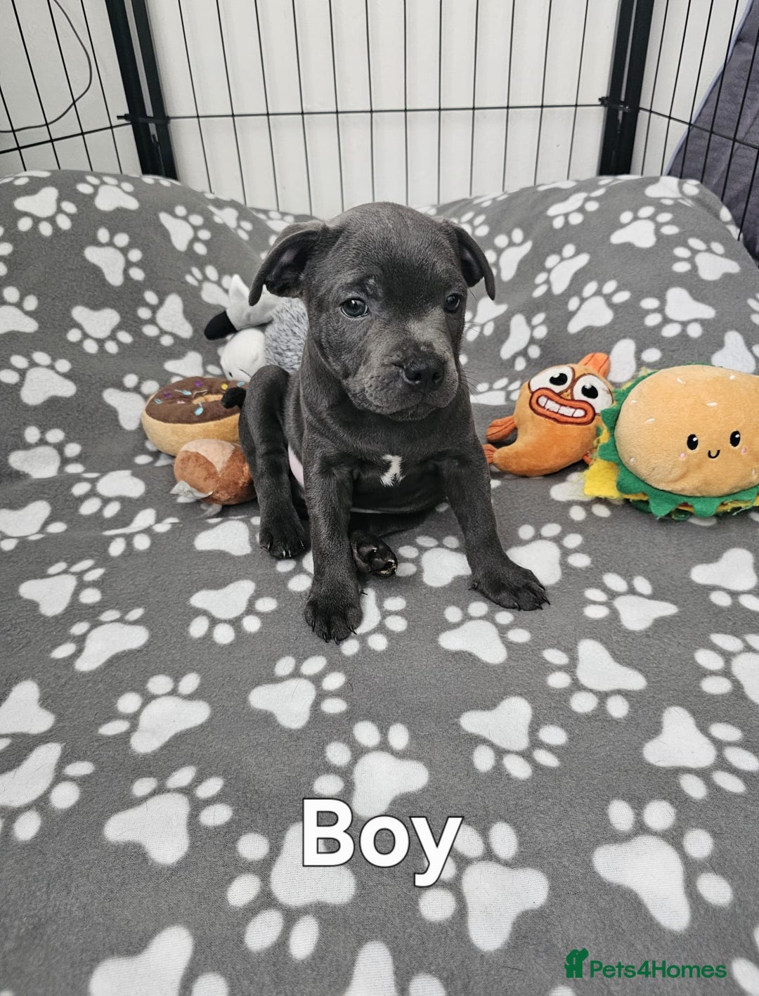 Staffordshire Bull Terrier dogs for sale: Blue staffordshire bull terrier  - Image 3
