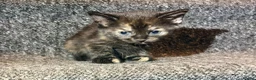 Mixed Breed cats for sale: 5 Mixed Coloured Kittens Available! - Advert 29
