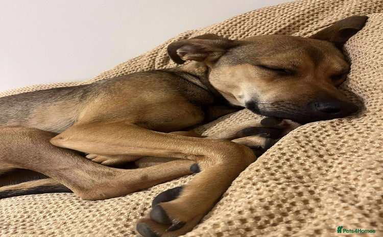 Mixed Breed dogs - Advert 1