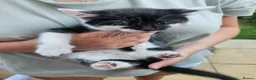 Mixed Breed cats for sale: kittens - Advert 3