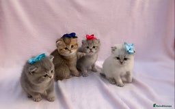 British Shorthair cats for sale: 💕Pedigree GCCF blue golden British shorthair - Image 3