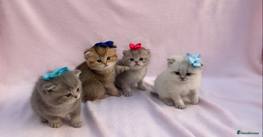 British Shorthair cats 💕Pedigree GCCF blue golden British shorthair - Advert 4