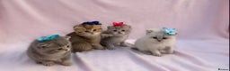 British Shorthair cats for sale: 💕Pedigree GCCF blue golden British shorthair - Advert 3